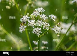 Image result for Chaerophyllum aureum