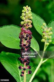 Attēlu rezultāti vaicājumam “Phytolacca acinosa fruit”
