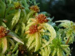 Attēlu rezultāti vaicājumam “Sphagnum palustre”