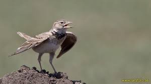 Image result for Melanocorypha calandra