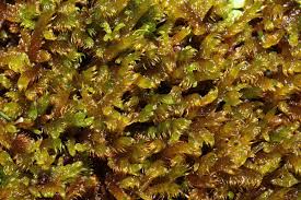 Attēlu rezultāti vaicājumam “Palustriella”