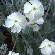 Image result for Lychnis coronaria alba