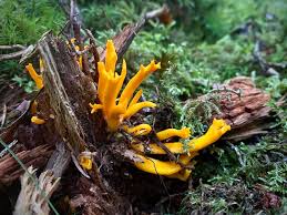 Attēlu rezultāti vaicājumam “Calocera viscosa”