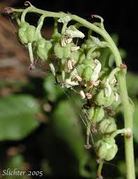 Attēlu rezultāti vaicājumam “Orthilia secunda fruit”