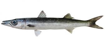 Attēlu rezultāti vaicājumam “Biatora sphaeroides”