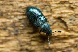 Attēlu rezultāti vaicājumam “Necrobia violacea”