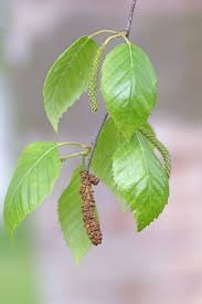 Attēlu rezultāti vaicājumam “Betula pendula”