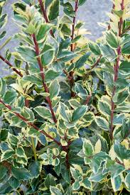 Attēlu rezultāti vaicājumam “Ilex x meserveae”