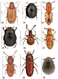 Attēlu rezultāti vaicājumam “Leiodidae”