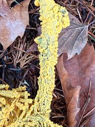 Attēlu rezultāti vaicājumam “Licea pusilla spores”