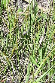 Attēlu rezultāti vaicājumam “Carex dioica male flower”