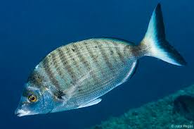 Image result for Diplodus puntazzo