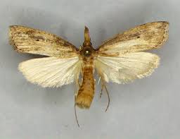 Attēlu rezultāti vaicājumam “Donacaula mucronella”