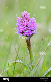 Attēlu rezultāti vaicājumam “Dactylorhiza maculata flower”