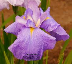 Attēlu rezultāti vaicājumam “Iris rosenbachiana flower”