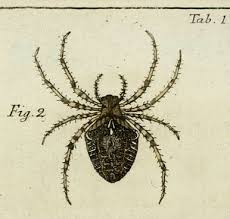 Attēlu rezultāti vaicājumam “Araneus angulatus”