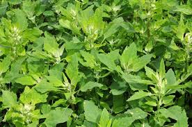 Attēlu rezultāti vaicājumam “Chenopodium album leaf”