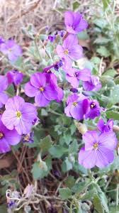 Attēlu rezultāti vaicājumam “Aubrieta deltoidea flower”