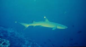 Image result for Triaenodon obesus