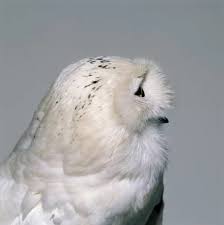 Image result for Bubo scandiacus