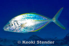 Image result for Pseudocaranx dentex