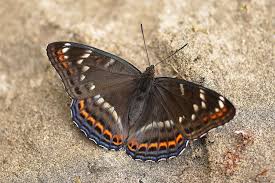 Attēlu rezultāti vaicājumam “Limenitis populi”