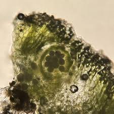 Attēlu rezultāti vaicājumam “Riccia cavernosa”