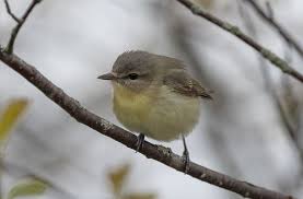 Image result for Vireo philadelphicus