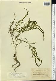 Attēlu rezultāti vaicājumam “Potamogeton compressus”