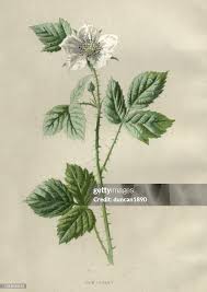 Attēlu rezultāti vaicājumam “Rubus caesius flower”