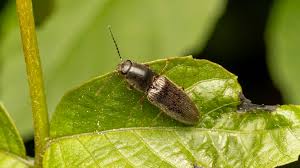 Attēlu rezultāti vaicājumam “Athous sp.”