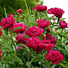 Image result for Pfingstrose