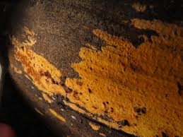 Attēlu rezultāti vaicājumam “Crustoderma dryinum”