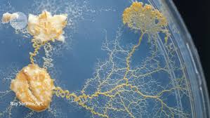 Attēlu rezultāti vaicājumam “Physarum melleum spores”