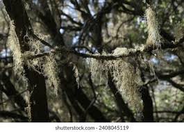 Attēlu rezultāti vaicājumam “Usnea filipendula”