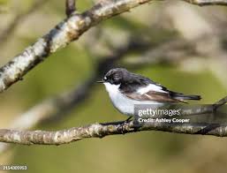 Attēlu rezultāti vaicājumam “Ficedula hypoleuca male”