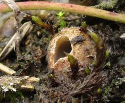 Attēlu rezultāti vaicājumam “Hyphodiscus hymeniophilus”