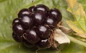 Attēlu rezultāti vaicājumam “Rubus plicatus fruit”