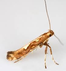 Attēlu rezultāti vaicājumam “Calybites phasianipennella”