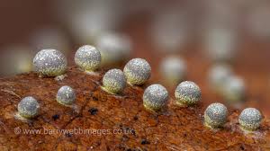 Attēlu rezultāti vaicājumam “Trichia ambigua stalked”