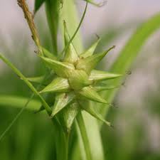 Attēlu rezultāti vaicājumam “Carex globularis flower”