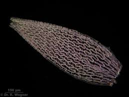 Attēlu rezultāti vaicājumam “Sphagnum russowii”