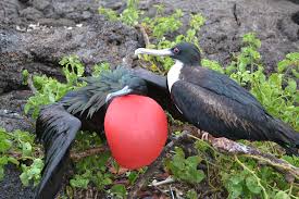 Image result for Fregata aquila