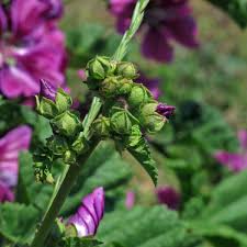 Image result for Malva sylvestris var. mauritiana