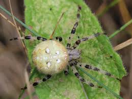 Attēlu rezultāti vaicājumam “Araneus quadratus female”