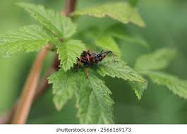 Attēlu rezultāti vaicājumam “Rhynocoris annulatus”