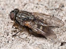 Attēlu rezultāti vaicājumam “Muscidae”