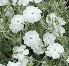 Image result for Lychnis coronaria alba