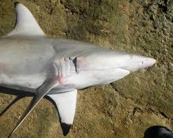 Image result for Carcharhinus limbatus