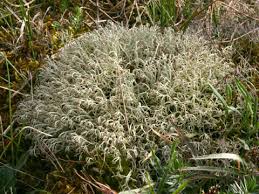Attēlu rezultāti vaicājumam “Cladonia ciliata”